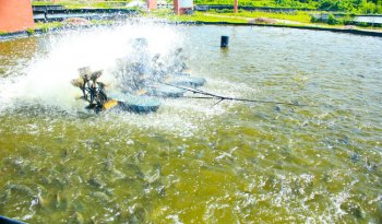 Conapesca ofrece créditos Cosechando Soberanía hasta $1.3 millones para acuacultura