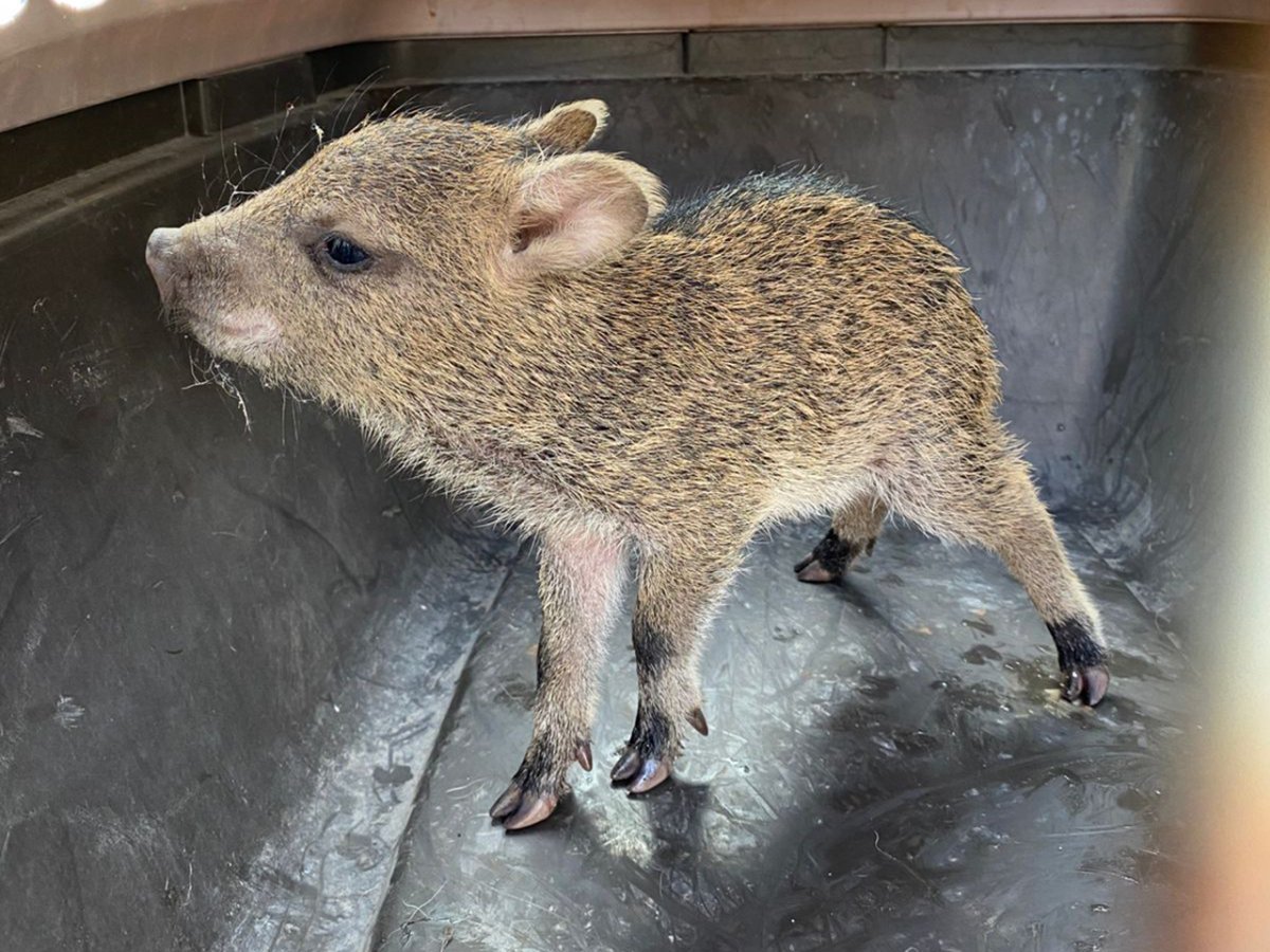 Rescatan cría de pecarí atrapada en alcantarilla de Guadalupe y logran reencontrarla con su manada