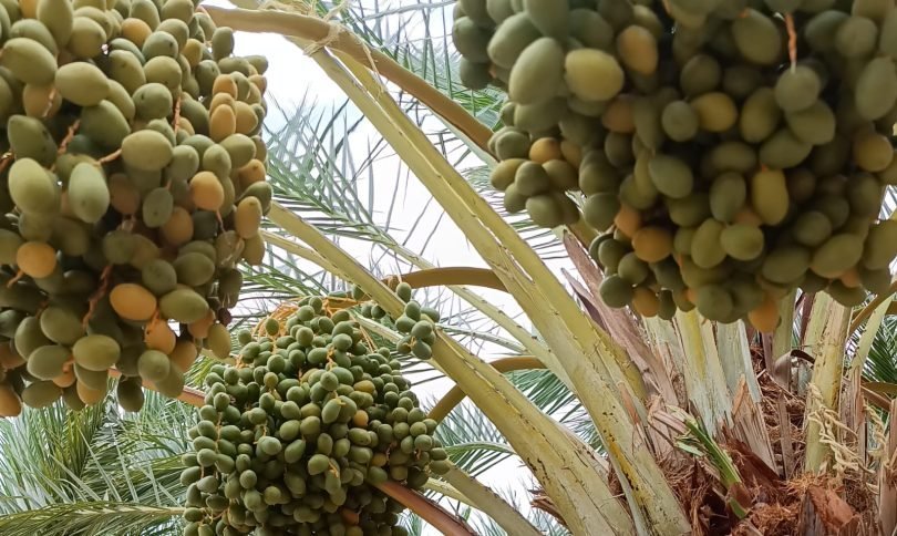 Mulegé produce más de 600 toneladas de dátil con valor de 66.4 millones de pesos