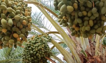 Mulegé produce más de 600 toneladas de dátil con valor de 66.4 millones de pesos