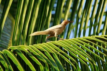 Ciencia ciudadana en Cozumel documenta rara mutación genética en Zanate Mayor