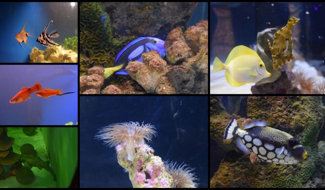 Acuario del Cecut celebra 13 años con exposición de ballena gris y ajolote albino