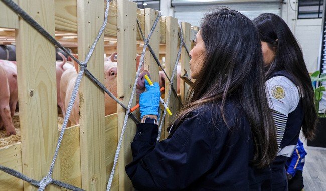 México suspende importación de productos porcinos españoles por brote de peste porcina africana en Cataluña