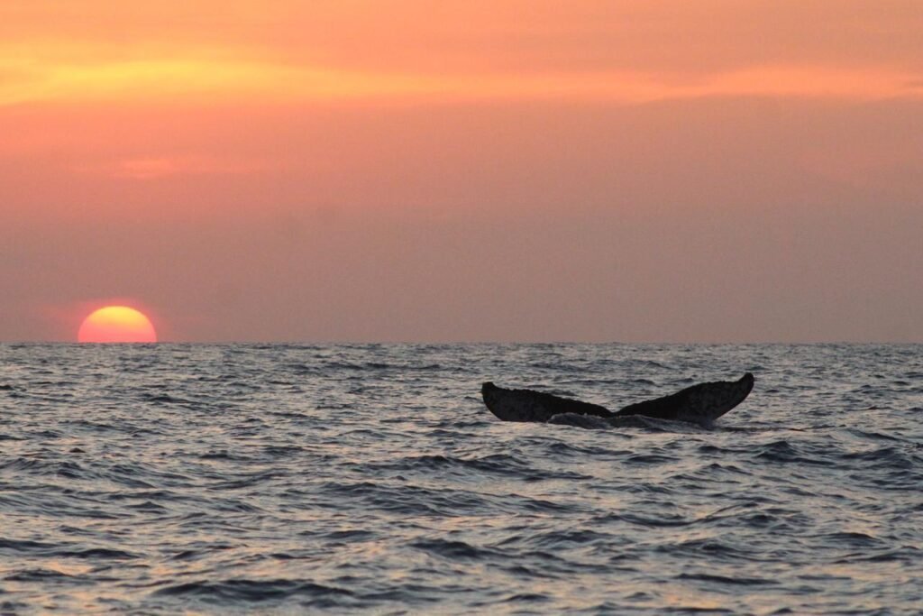 Sectur Oaxaca anuncia primer Ballena Fest 2025 en Puerto Ángel del 5 al 7 de diciembre