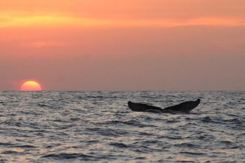 Sectur Oaxaca anuncia primer Ballena Fest 2025 en Puerto Ángel del 5 al 7 de diciembre