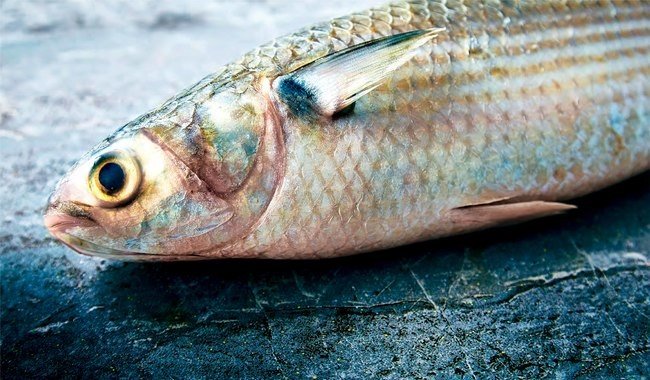 Conapesca establece cuatro periodos de aprovechamiento y tres de veda para especies acuáticas en diciembre