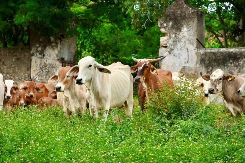 Gobierno de Yucatán ofrece atención veterinaria gratuita para ganado afectado por gusano barrenador