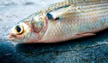 Conapesca establece cuatro periodos de aprovechamiento y tres de veda para especies acuáticas en diciembre