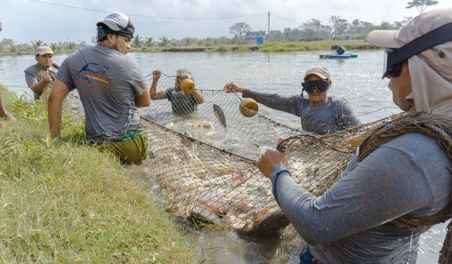 Conapesca fortalece acuacultura con capacitación a más de 1,600 productores y entrega de casi 1.5 millones de crías en 2025