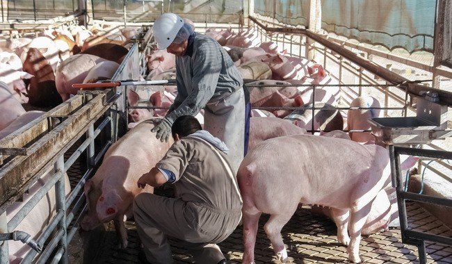 México suspende importaciones de cerdo español tras detección de peste porcina africana