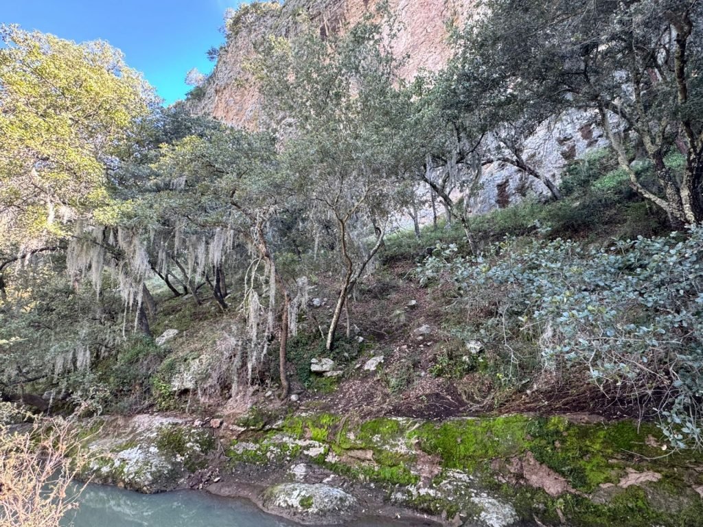 PAOT exhorta a evitar uso de musgo y heno en decoraciones navideñas para proteger ecosistemas