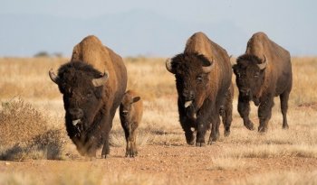 Reintroducen 44 bisontes en Coahuila para fortalecer la resiliencia climática y restaurar pastizales