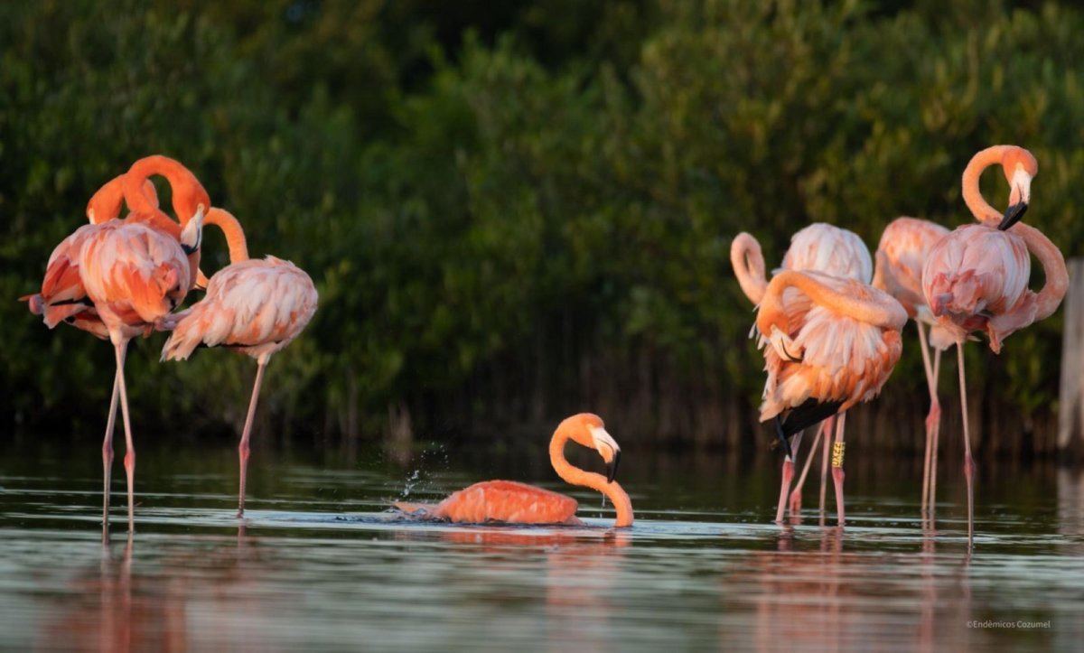 FPMC registra flamencos anillados en Punta Sur y aporta datos clave para su conservación