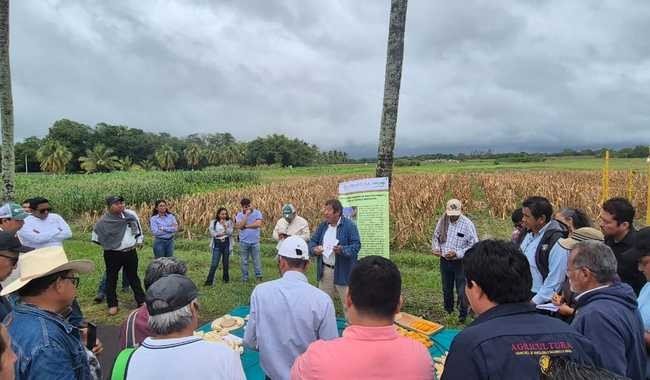 INIFAP reafirma el Día del Agricultor en Campo Experimental Cotaxtla como cita cumbre de la agrotecnología tropical