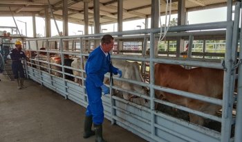 Agricultura refuerza medidas sanitarias para contener el gusano barrenador del ganado en México