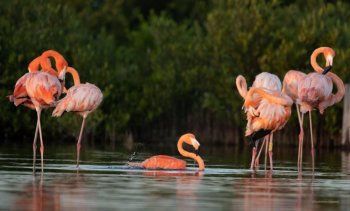 FPMC registra flamencos anillados en Punta Sur y aporta datos clave para su conservación