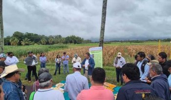 INIFAP reafirma el Día del Agricultor en Campo Experimental Cotaxtla como cita cumbre de la agrotecnología tropical