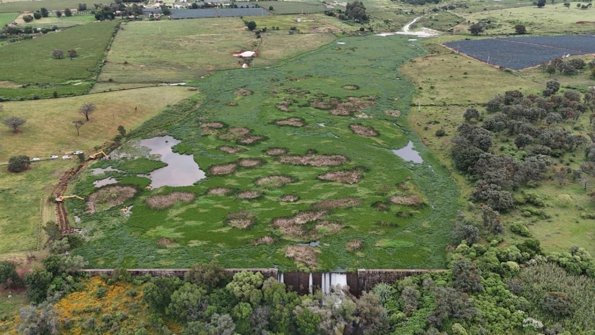 Gobierno de Jalisco concluye retiro total de lirio en la Presa El Durazno para garantizar abastecimiento