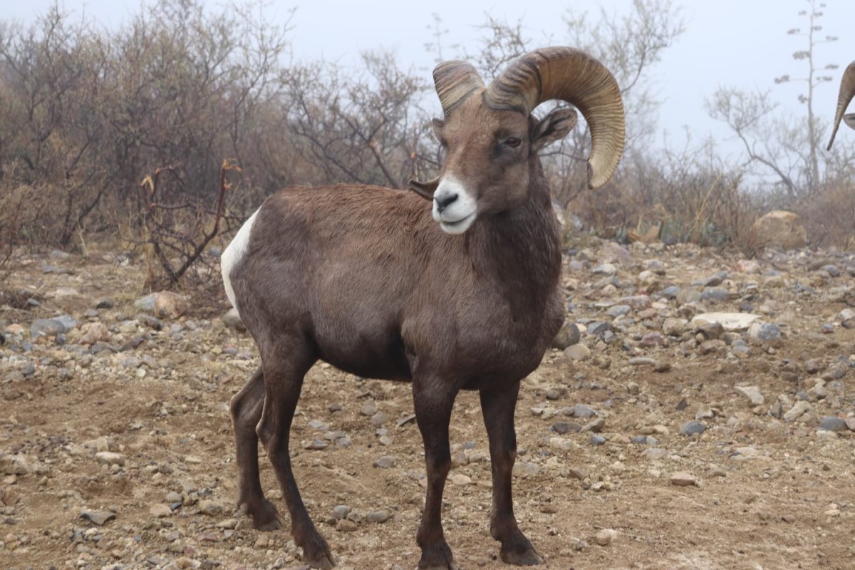 SDUE anuncia temporada de caza deportiva en Chihuahua bajo marco legal y de conservación