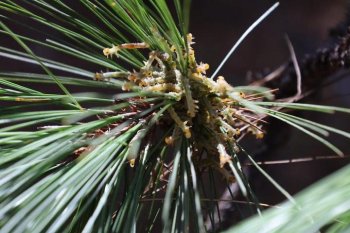 Coesfo concluye aspersión aérea en Oaxaca para contener plaga forestal