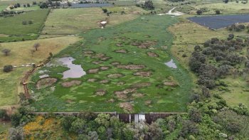Gobierno de Jalisco concluye retiro total de lirio en la Presa El Durazno para garantizar abastecimiento