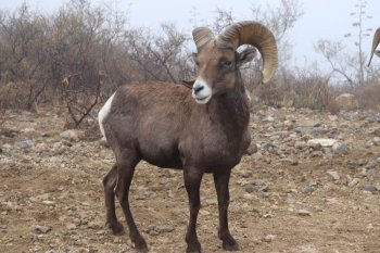 SDUE anuncia temporada de caza deportiva en Chihuahua bajo marco legal y de conservación