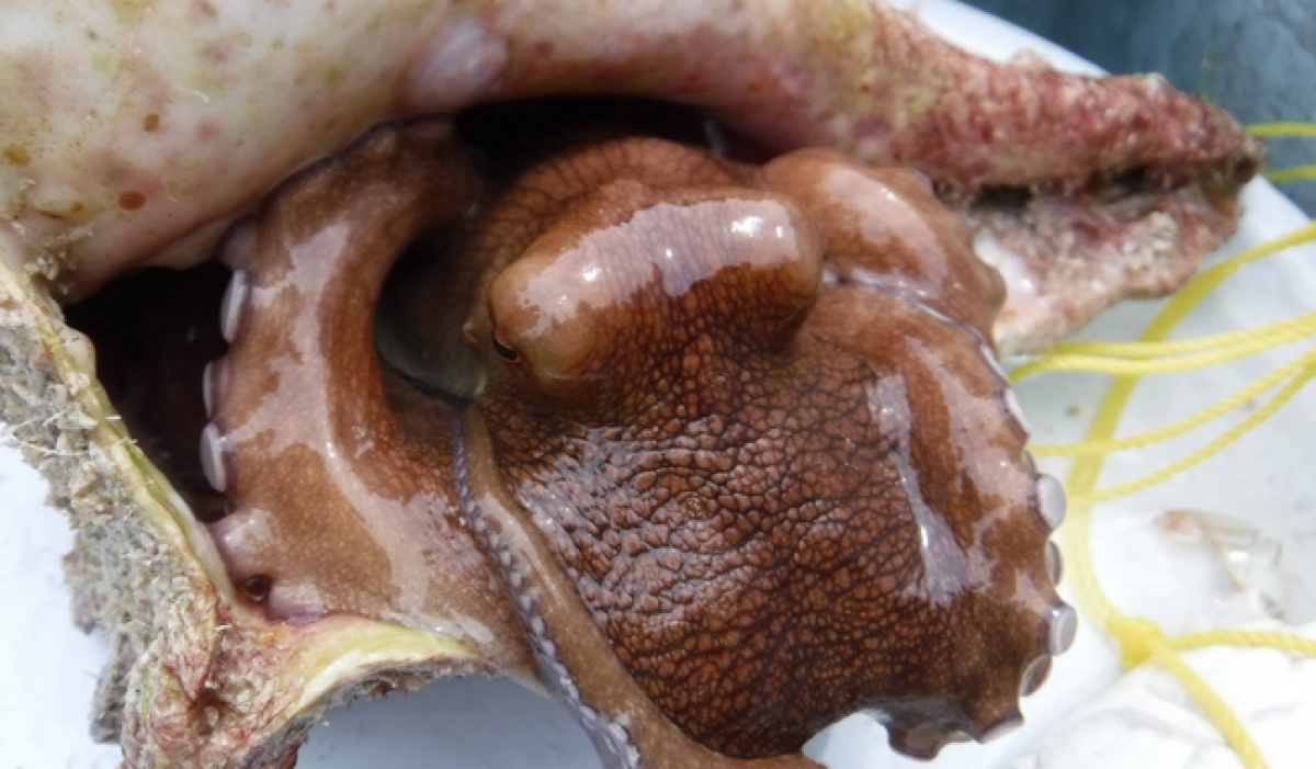 Gobierno amplía volumen de captura de pulpo rojo a 32 mil toneladas para la temporada 2025