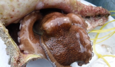 Gobierno amplía volumen de captura de pulpo rojo a 32 mil toneladas para la temporada 2025