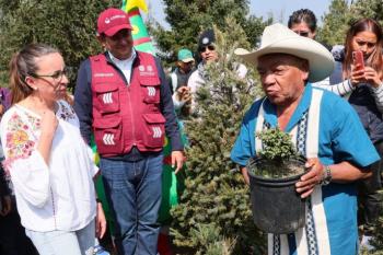Arranca en Ciudad de México la temporada de venta de árboles de Navidad producidos en suelo de conservación