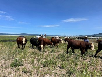 Gobierno de Chihuahua invierte 10.8 millones en mejoramiento genético del hato ganadero