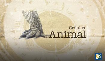 Crónica animal llega a Canal 22 con Laura Barrera y una mirada renovada sobre nuestra relación con otras especies