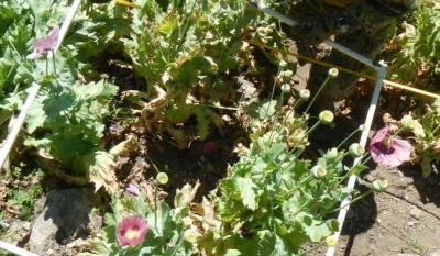 México refuerza el monitoreo de cultivos ilícitos con sobrevuelos y análisis de amapola en cinco estados