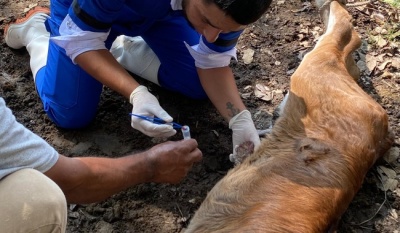 Agricultura y CNOG establecen nuevo esquema de colaboración para reforzar acciones contra el gusano barrenador del ganado