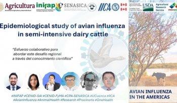 INIFAP liderará estudio epidemiológico sobre influenza aviar en ganado lechero tras ganar convocatoria internacional