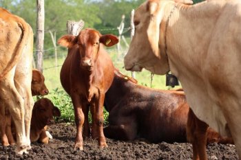 Yucatán atiende en menos de 24 horas casos de gusano barrenador con tratamientos gratuitos