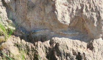 INAH Puebla confirma hallazgo de fósiles de gliptodonte, lobo terrible, caballo y perezoso del Pleistoceno