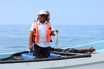 Yucatán cierra exitosa temporada de pulpo 2025 con captura récord de más de 25 mil toneladas