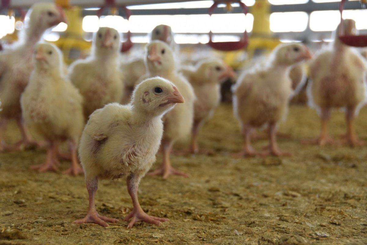 Aguascalientes, segundo productor nacional de pollo, listo para demanda navide&ntilde;a
