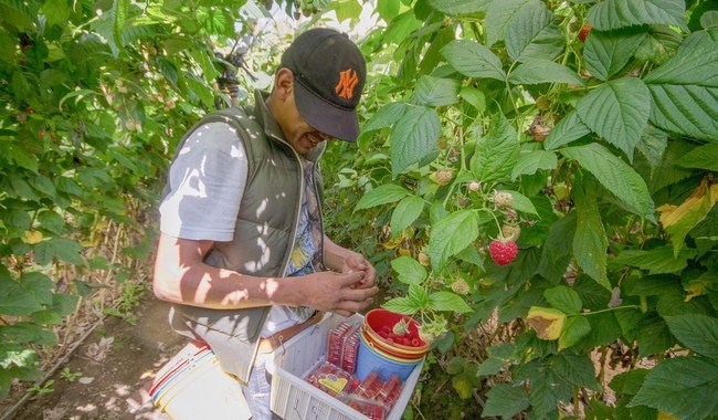 Gobierno federal inicia di&aacute;logo para implementar Certificaci&oacute;n Laboral en sector de berries