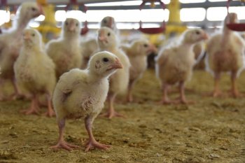 Aguascalientes, segundo productor nacional de pollo, listo para demanda navideña