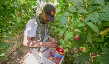 Gobierno federal inicia diálogo para implementar Certificación Laboral en sector de berries