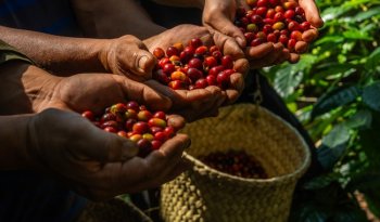 Publican nueva ley integral para fortalecer y ordenar el sector cafetalero mexicano