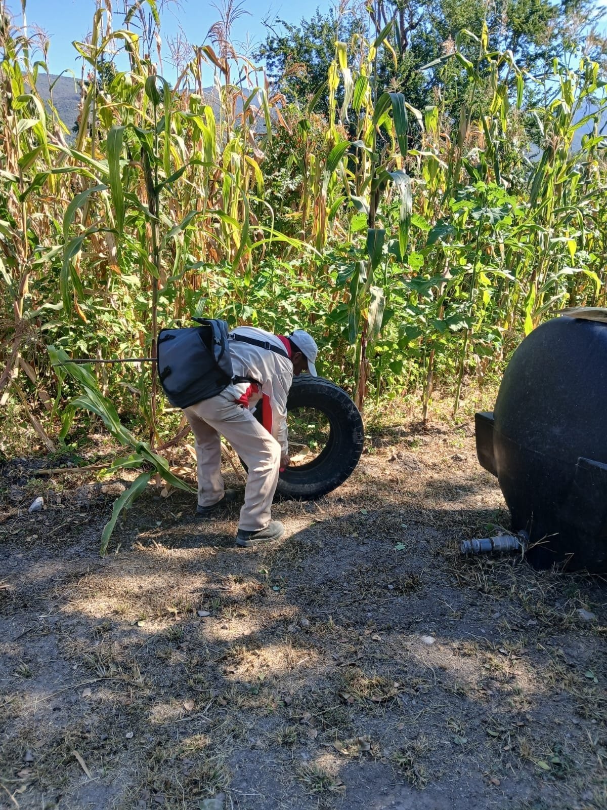 SESA Quer&eacute;taro exhorta a reforzar medidas preventivas ante incremento de casos de dengue