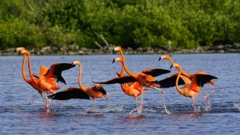 Flamencos en Punta Sur: el monitoreo ambiental que fortalece la conservación de los humedales de Cozumel