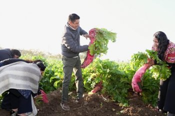 Gobernador participa en cosecha de más de 14 toneladas de rábanos para la Noche de Rábanos 2025