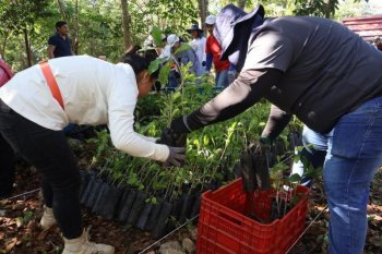 SDS recibe 50 mil plantas nativas para reforzar reforestación en Yucatán