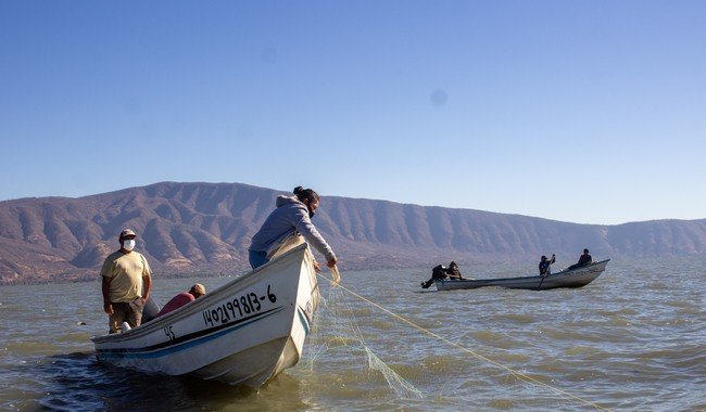 Conapesca invierte m&aacute;s de 1,441 MDP en apoyo directo a pescadores y acuacultores en 2025