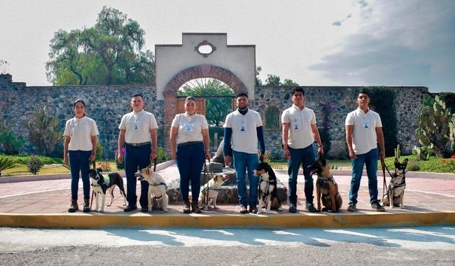 Senasica integra seis binomios caninos para reforzar combate al gusano barrenador en Veracruz