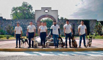 Senasica integra seis binomios caninos para reforzar combate al gusano barrenador en Veracruz