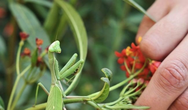 Huerto de la ENCRyM atrae mariposas monarca y sirve como aula biocultural en CDMX